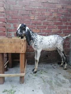 Makhi Cheeni  bakra | Goat | bakra  | بکرا