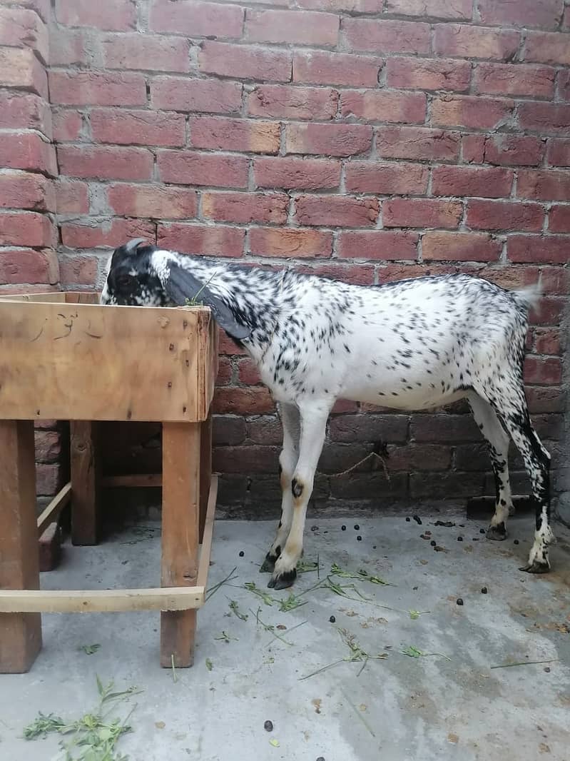 Makhi Cheeni  bakra | Goat | bakra  | بکرا 2