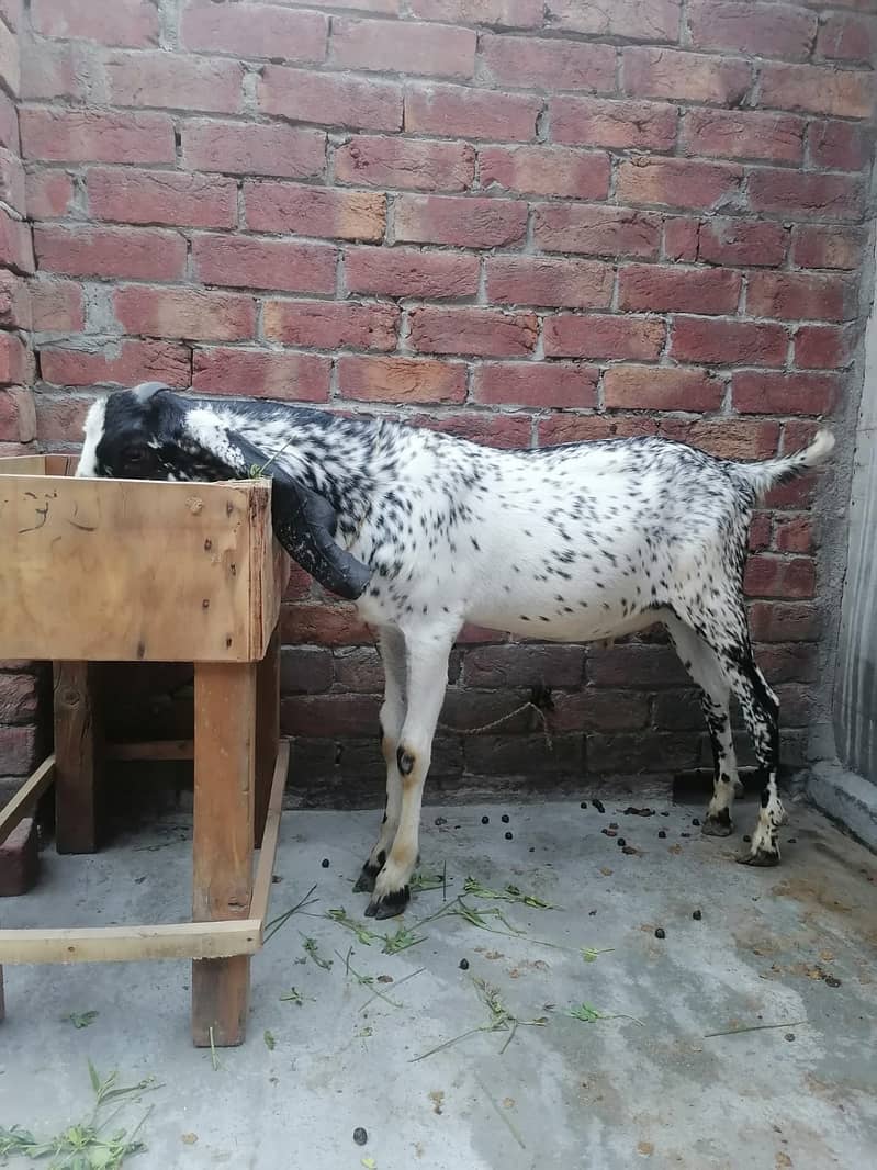 Makhi Cheeni  bakra | Goat | bakra  | بکرا 4