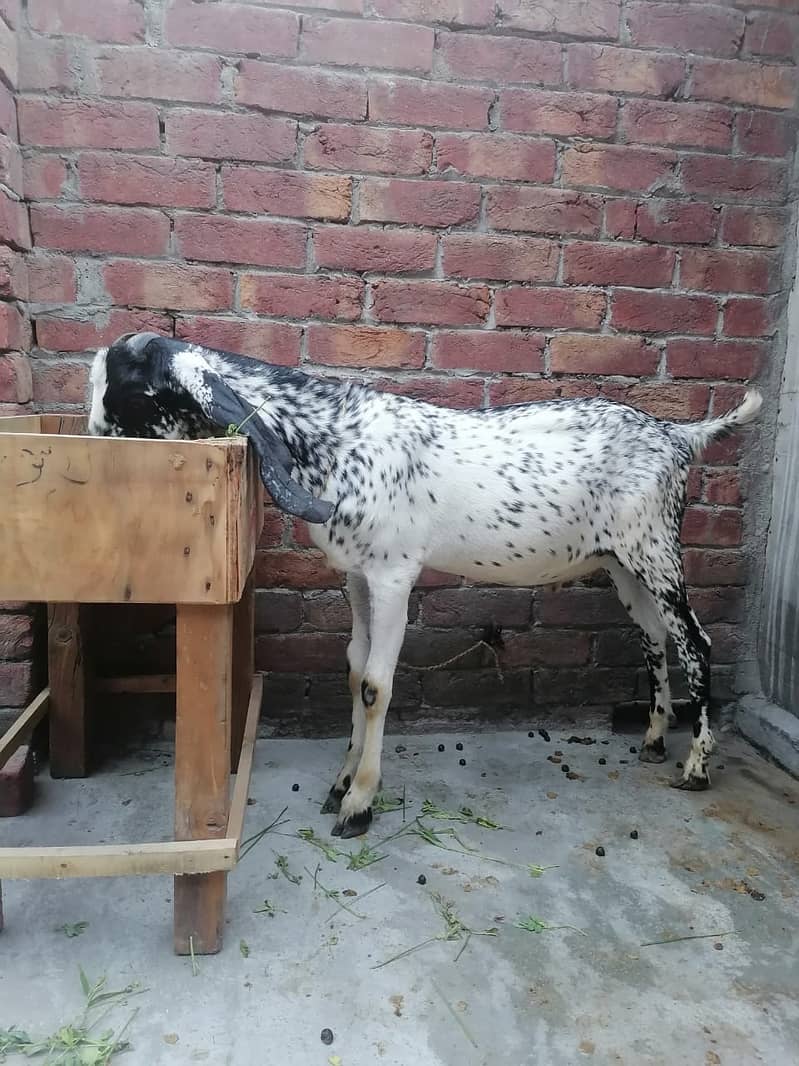 Makhi Cheeni  bakra | Goat | bakra  | بکرا 5