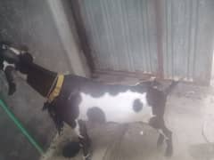 bakri