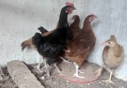 sussex and plymouth rock hen pair and misri and . RIR , astrolop Chick