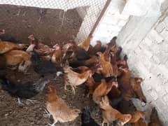 Golden misri | eggs starter hens | desi murghi | age 6 month |hens