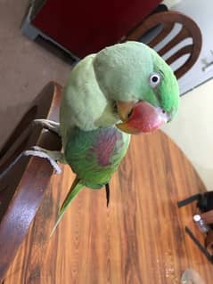 Raw parrot female