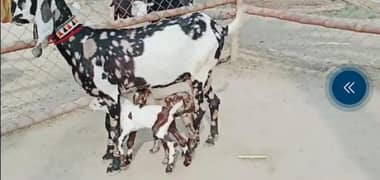 Desi Bakri Our 2 Bacchon Ka Sath Urgent For Sale  Call~03496944797