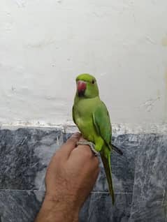 Green Ring Neck Male (03349020550)