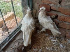 White Frill Back Breeder Pair