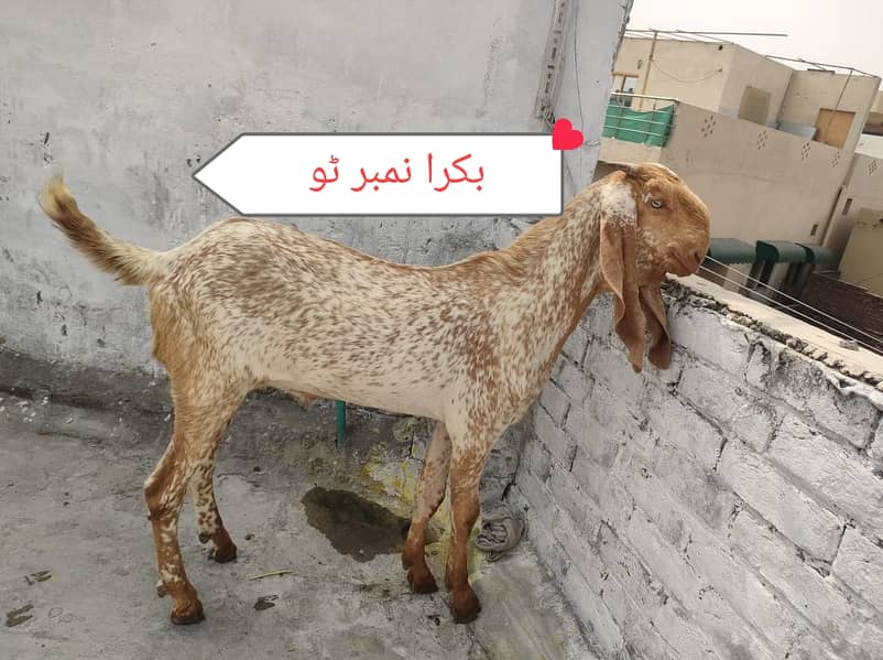 Bakra | makhi cheeni| Breader Bakra for sale 1