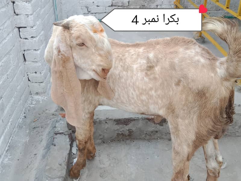 Bakra | makhi cheeni| Breader Bakra for sale 3