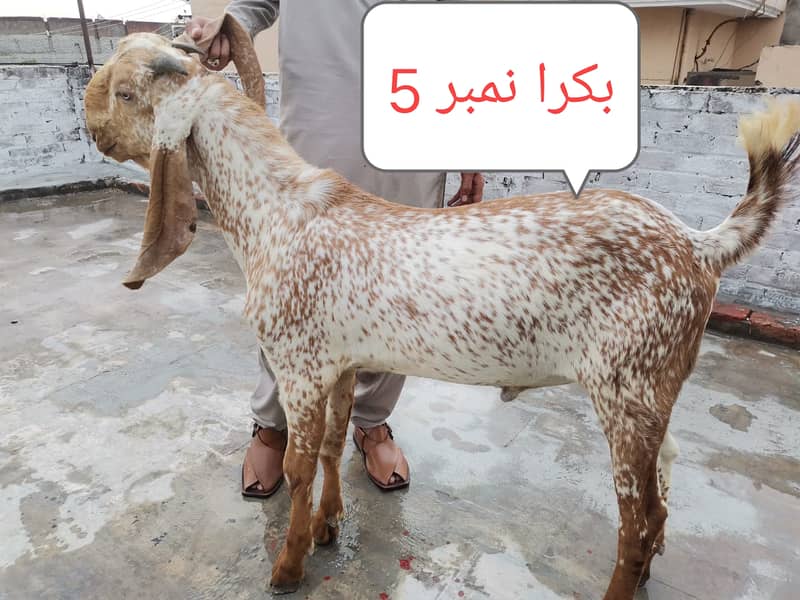 Bakra | makhi cheeni| Breader Bakra for sale 4