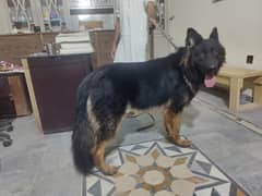 black mask male GSD for stud