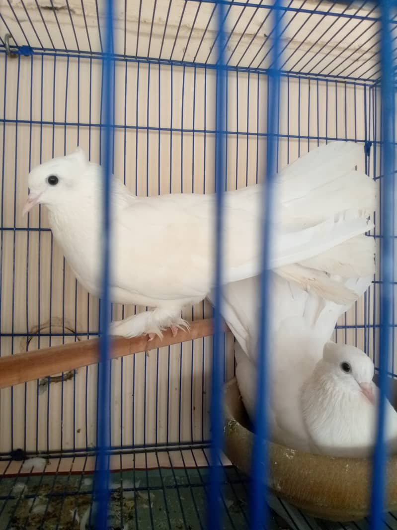 Breeder pair 1