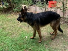 German Shepherd Male Non-Pedigree