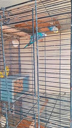 Australian parrots + Cage for sale