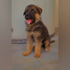 German shepherd puppies pair 0