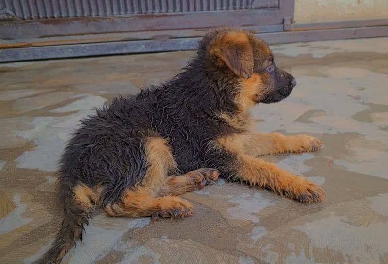 German shepherd puppies pair 1