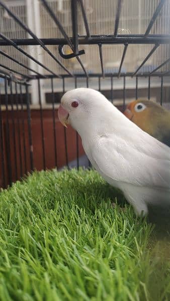 ALBINO RED INTO PARBLUE SPLIT INO DNA BIRDS 0