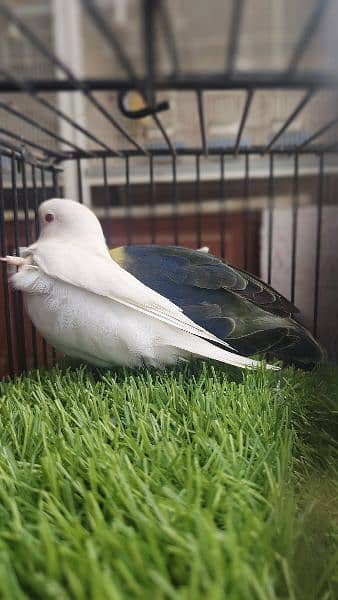 ALBINO RED INTO PARBLUE SPLIT INO DNA BIRDS 8