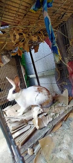 Rabbits for sale 2000