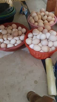 Desi organic eggs