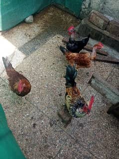 for sale hens golden