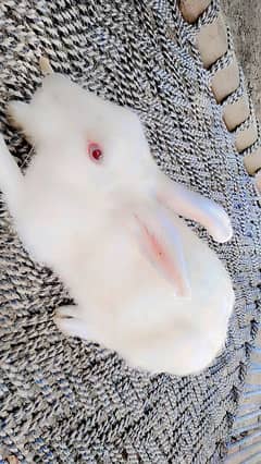 A Pair of White rabbits red eyes for sale