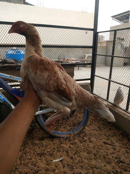 I'm selling all aseel hen's and 2 chicks read description 0