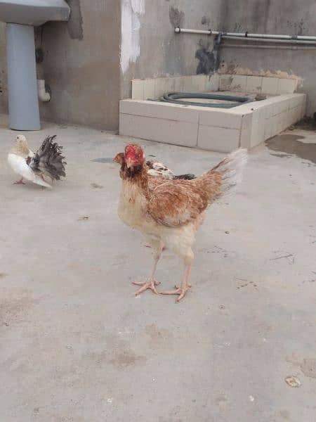 I'm selling all aseel hen's and 2 chicks read description 2