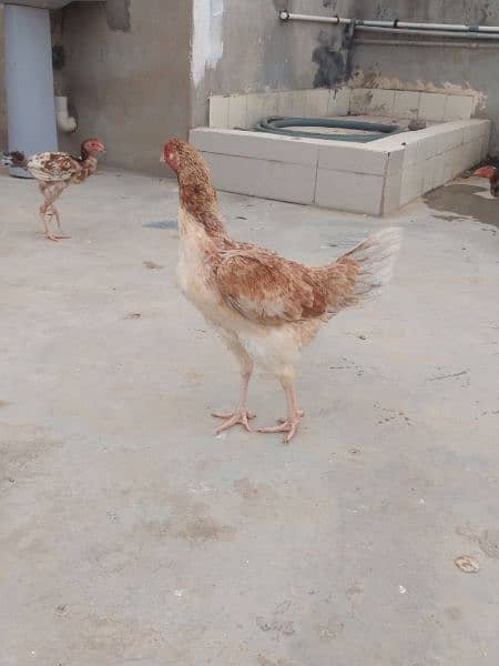 I'm selling all aseel hen's and 2 chicks read description 3