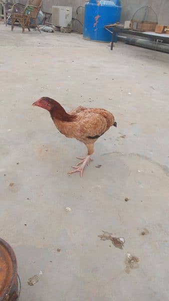 I'm selling all aseel hen's and 2 chicks read description 8