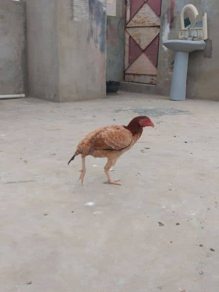 I'm selling all aseel hen's and 2 chicks read description 15