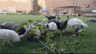 peacock chicks