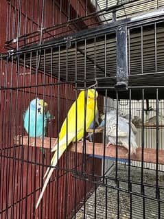 Astralion Budgie Available