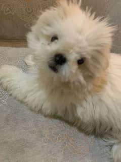 shihtzu male puppy available for sale