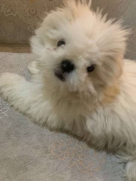 shihtzu male puppy available for sale 0