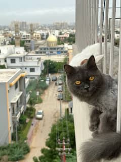 grey persian kitten