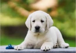 Labrador Retriever Puppy Pedigree