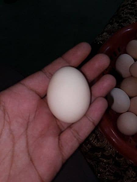 pure Desi eggs available in Rawalpindi & Islamabad 1