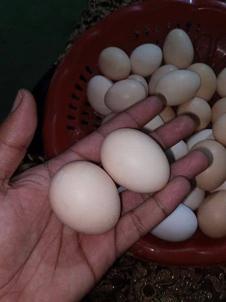 pure Desi eggs available in Rawalpindi & Islamabad 2