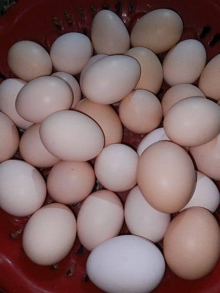 pure Desi eggs available in Rawalpindi & Islamabad 4