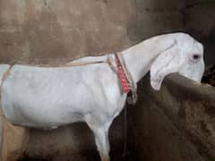 doodh wali bakri full white 03102644321