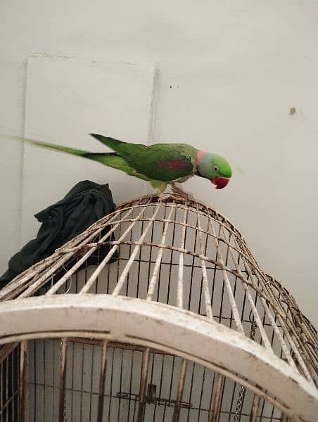 pharrie parrot taime and talking parrot 2