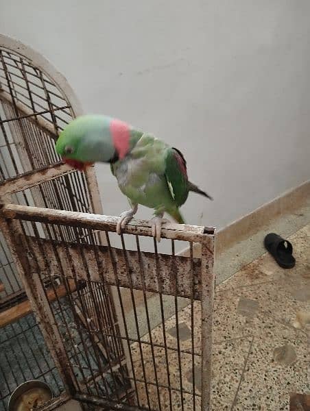 pharrie parrot taime and talking parrot 3