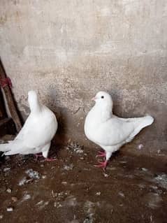 fancy pigeon