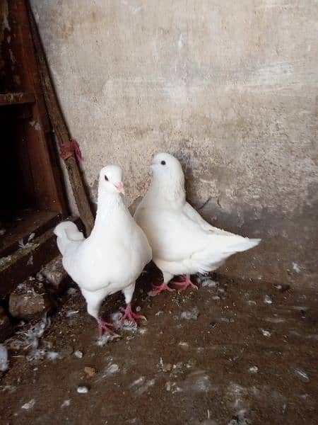 fancy pigeon 1