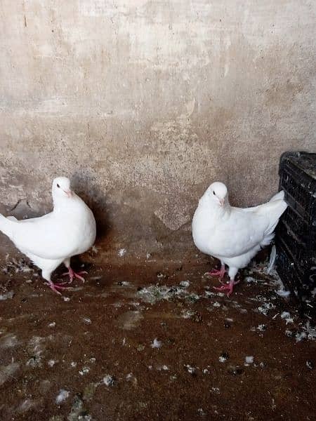 fancy pigeon 2