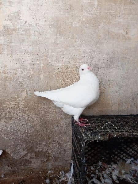 fancy pigeon 3