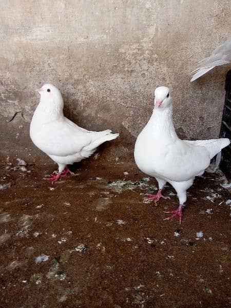 fancy pigeon 6