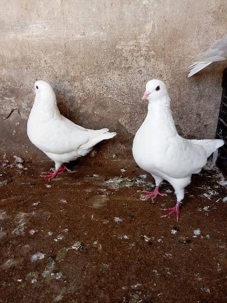 fancy pigeon 7