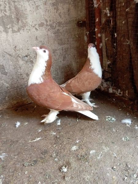 fancy pigeon 12